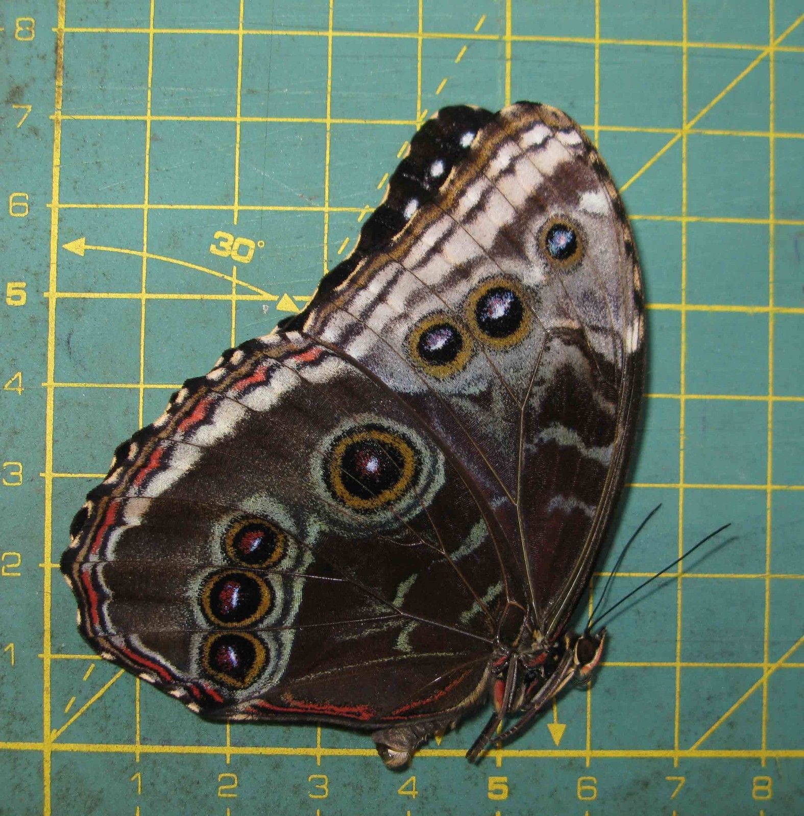 Morpho helenor male (ex ssp pupa aberration cod 461b) Internet Image property of respective owner, non-commercial use only